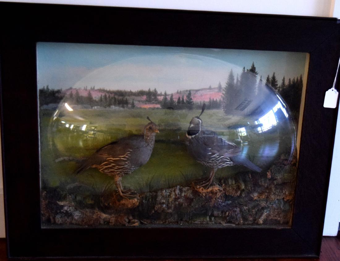 VICTORIAN TAXIDERMY MALE & FEMALE QUAILS IN BUBBLE (1 of 5)