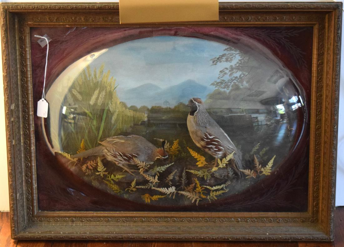 VICTORIAN TAXIDERMY MALE & FEMALE QUAILS BUBBLE GLASS (1 of 4)