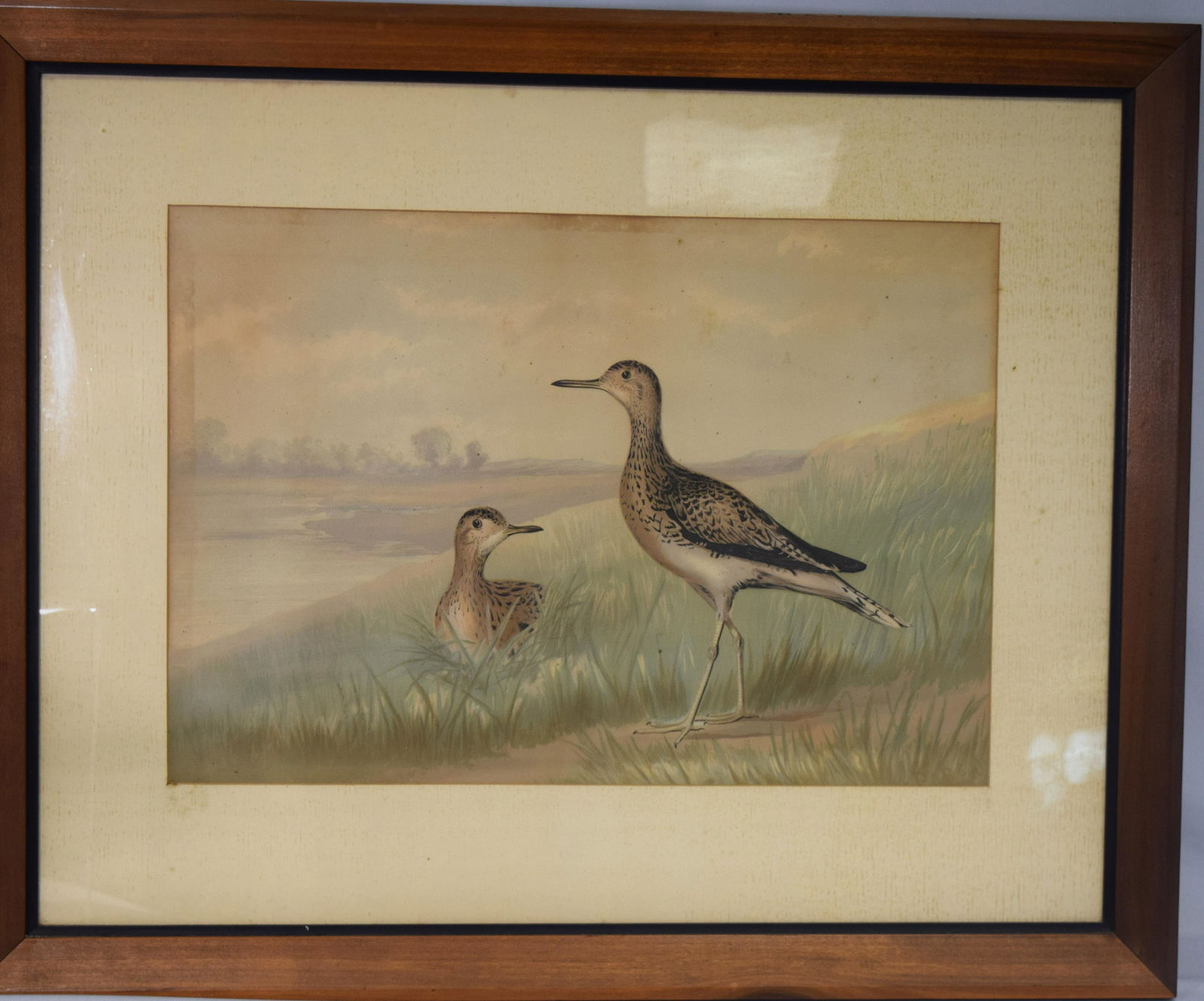 19TH C CHRONOLITHOGRAPH YELLOW LEGS SHOREBIRD PRINT: (1 of 2)