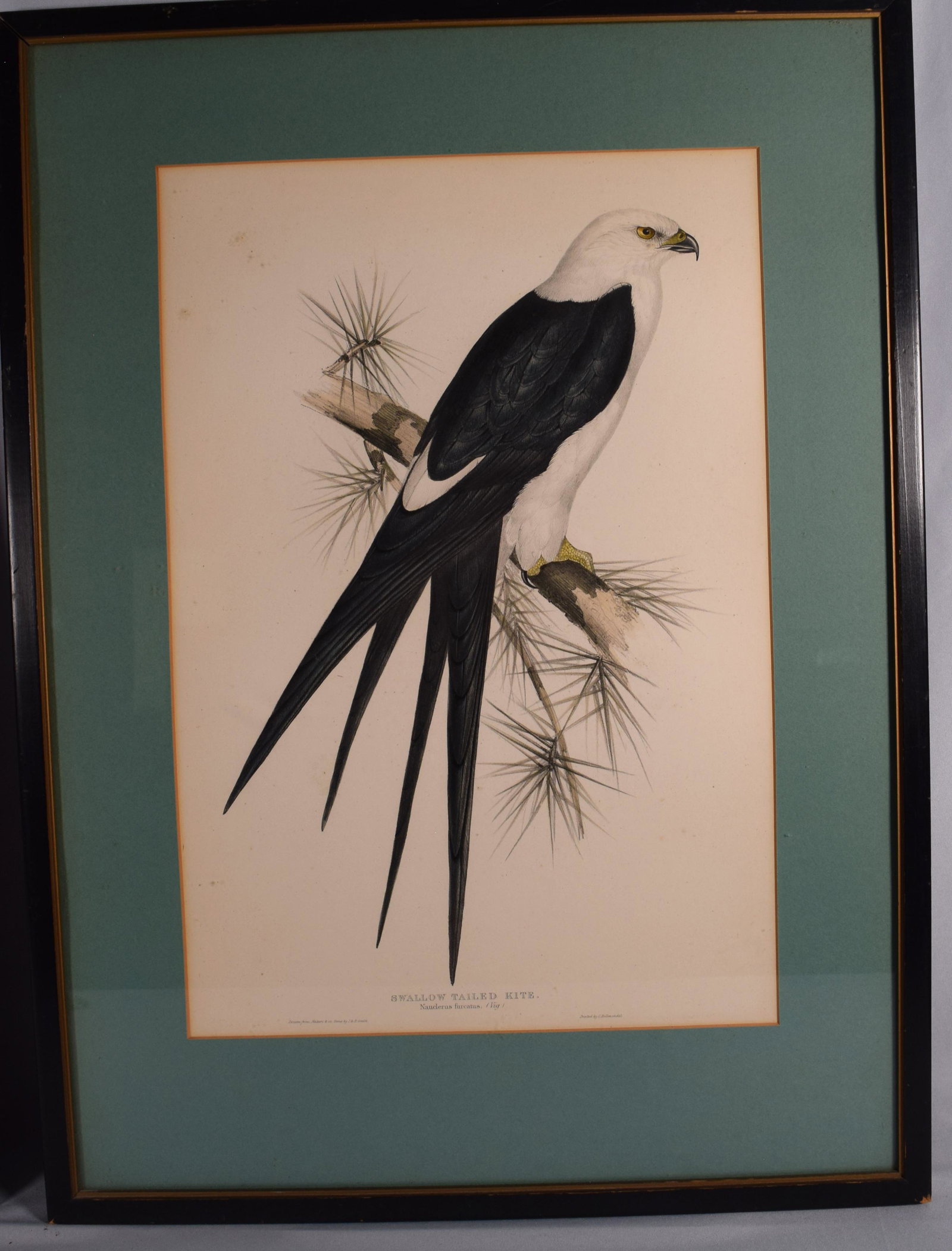 JOHN GOULD SWALLOW TAIL KITE (1 of 7)