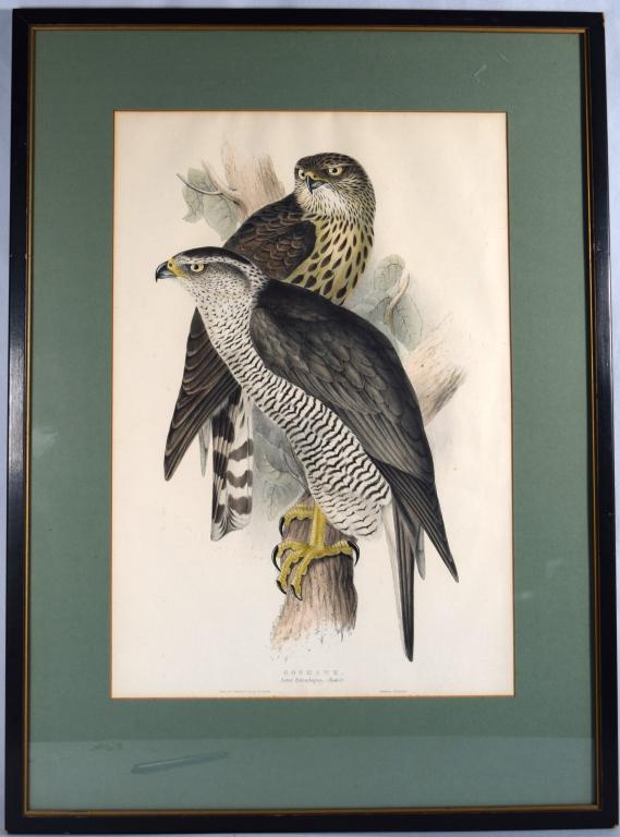 JOHN GOULD HAND COLORED GOSHAWK LITHOGRAPH (1 of 7)
