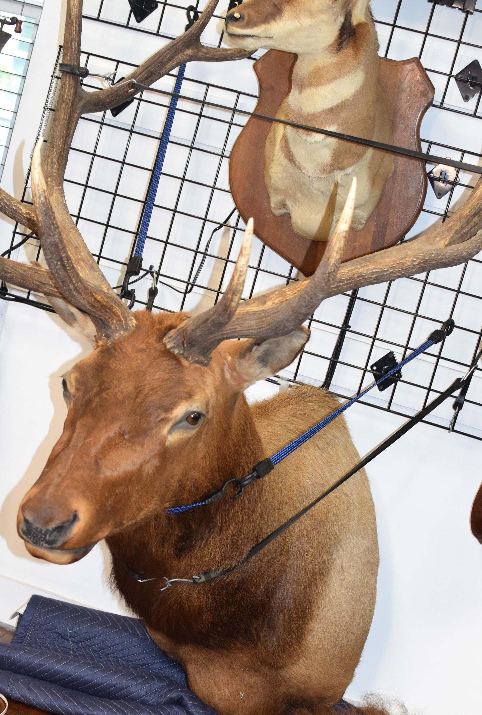LARGE TWELVE POINT SHOULDER MOUNT ELK TAXIDERMY (1 of 2)