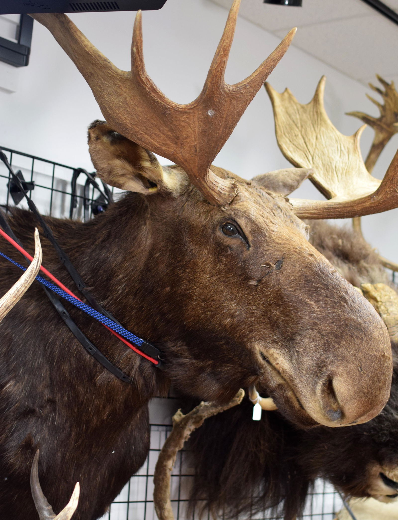 BIG MOOSE SHOULDER MOUNT TAXIDERMY (1 of 2)