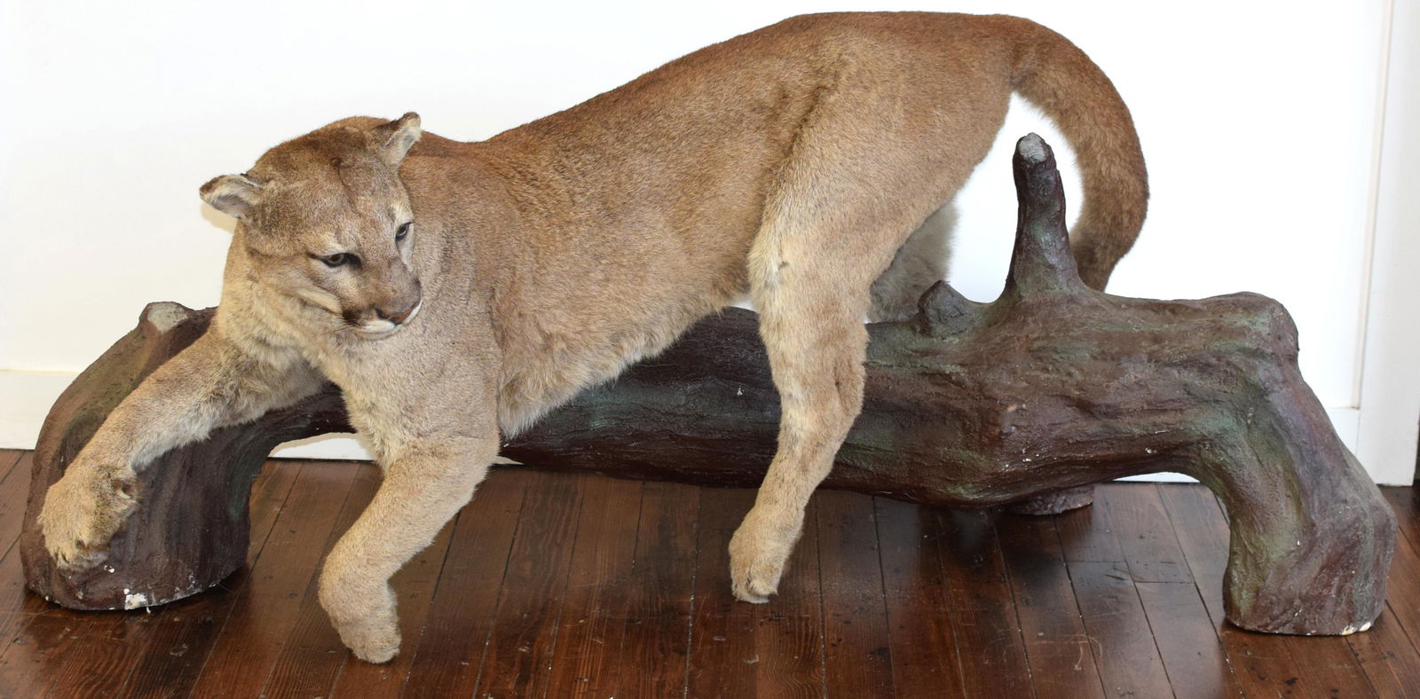 BIG FULL BODY MOUNTED TAXIDERMY MOUNTAIN LION (1 of 3)