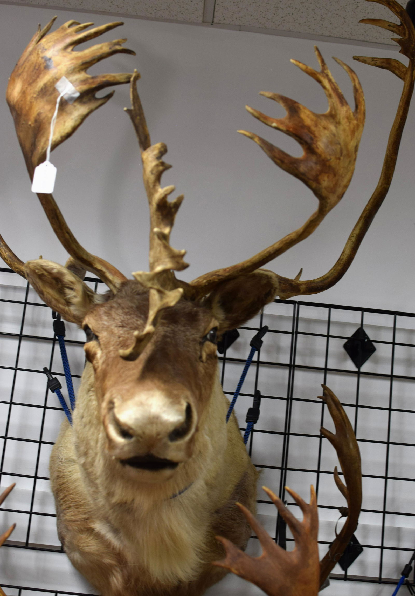 LARGE CARIBOU TAXIDERMY SHOULDER MOUNT (1 of 2)