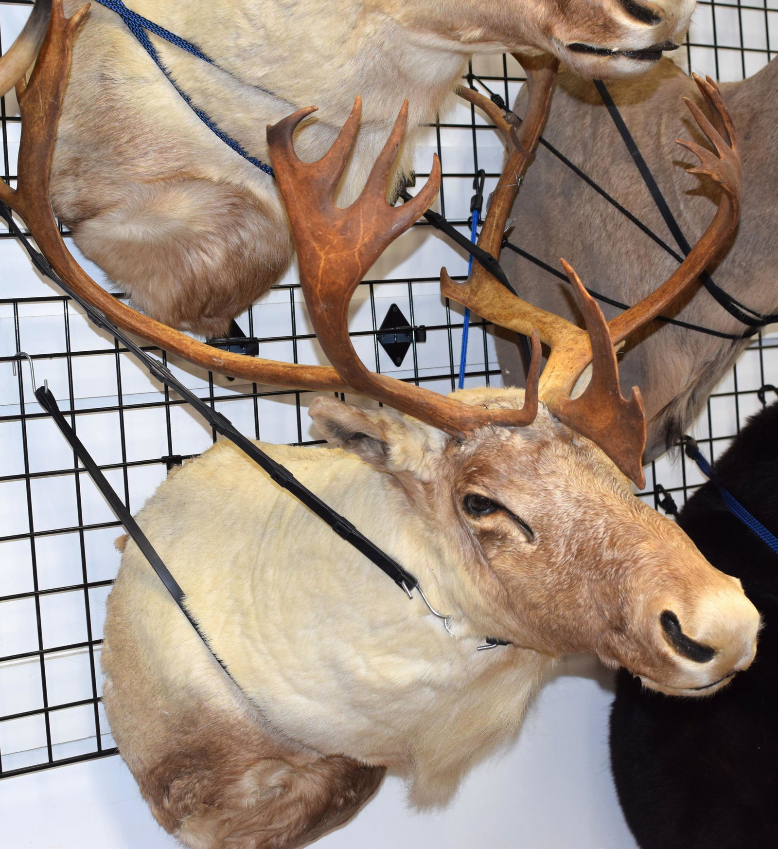 LARGE CARIBOU TAXIDERMY SHOULDER MOUNT (1 of 2)