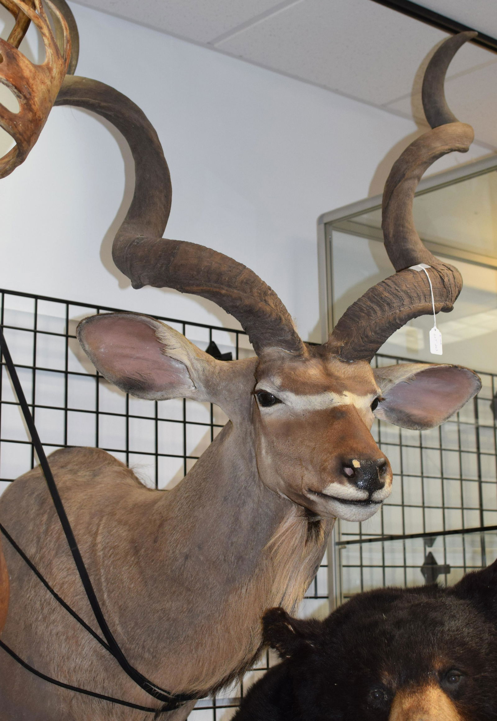 LARGE AFRICAN KUDU SHOULDER MOUNT TAXIDERMY (1 of 2)