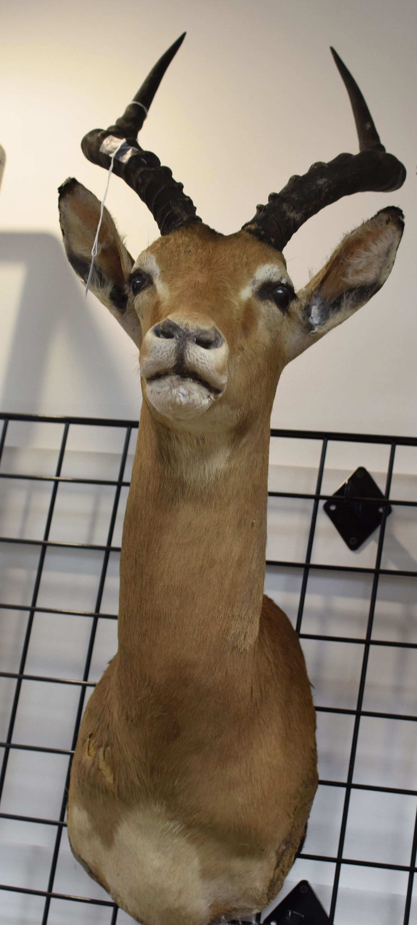 AFRICAN TAXIDERMY IMPALA SHOULDER TAXIDERMY MOUNT (1 of 2)
