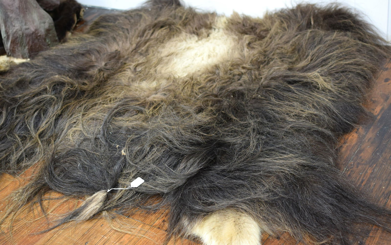 LARGE MUSKOX RUG HIDE TAXIDERMY. (1 of 1)