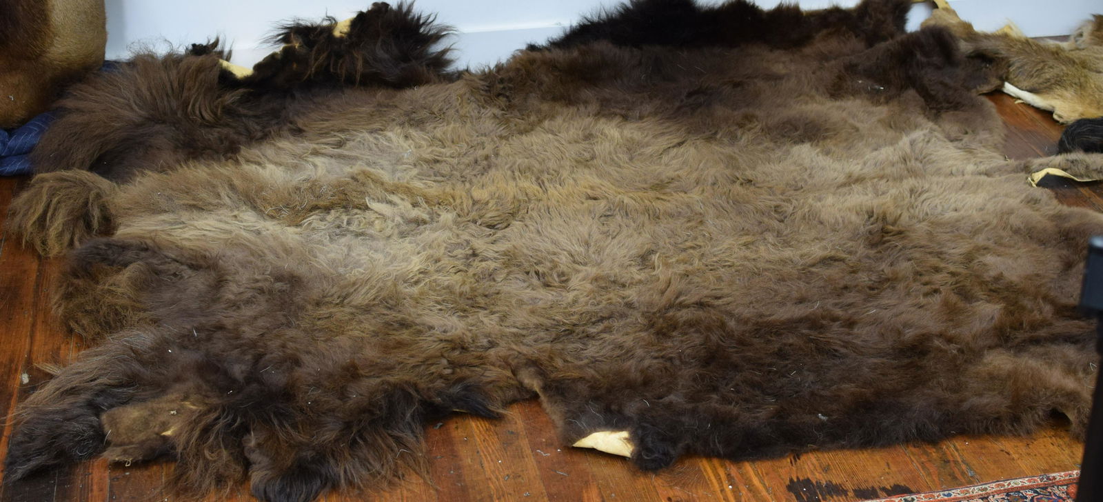 LARGE TAXIDERMY BUFFALO HIDE RUG (1 of 1)