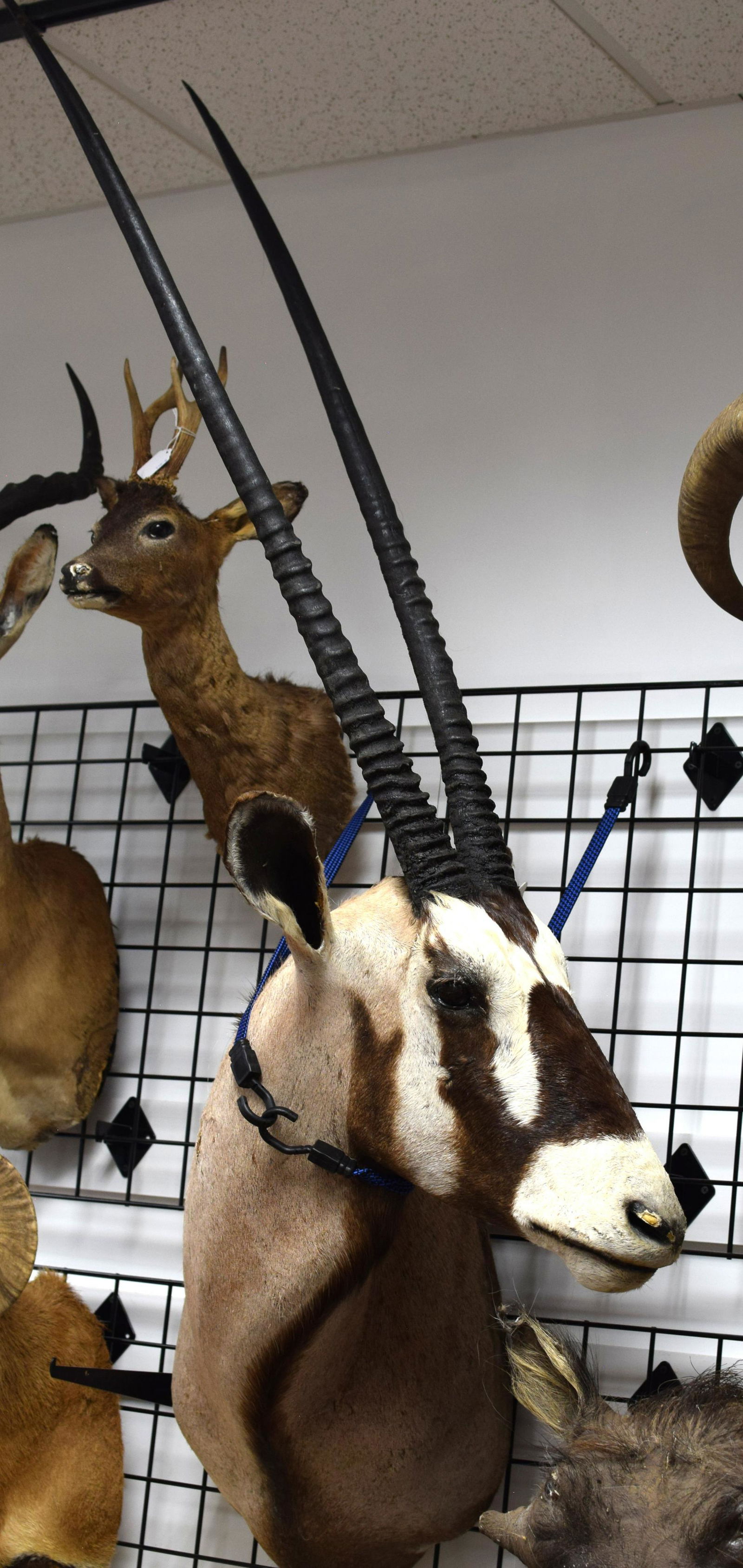 LARGE GEMSBOK AFRICIAN ANTELOPE SHOULDER TAXIDERMY (1 of 3)