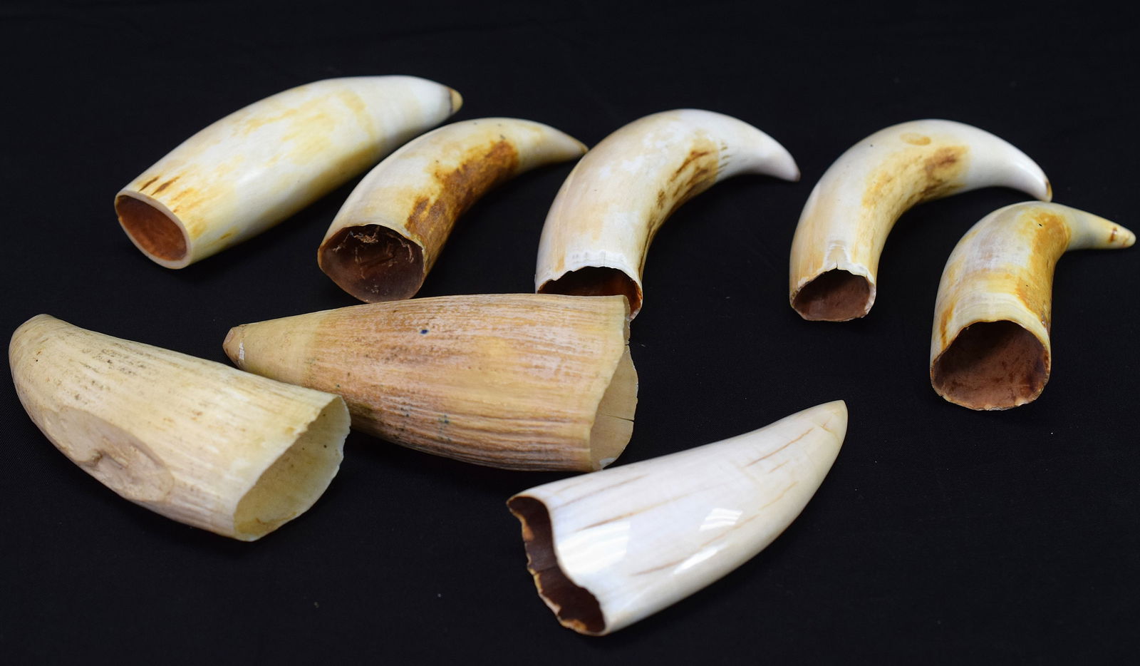 (8pc) Raw & Polished Antique Whales Teeth Auction