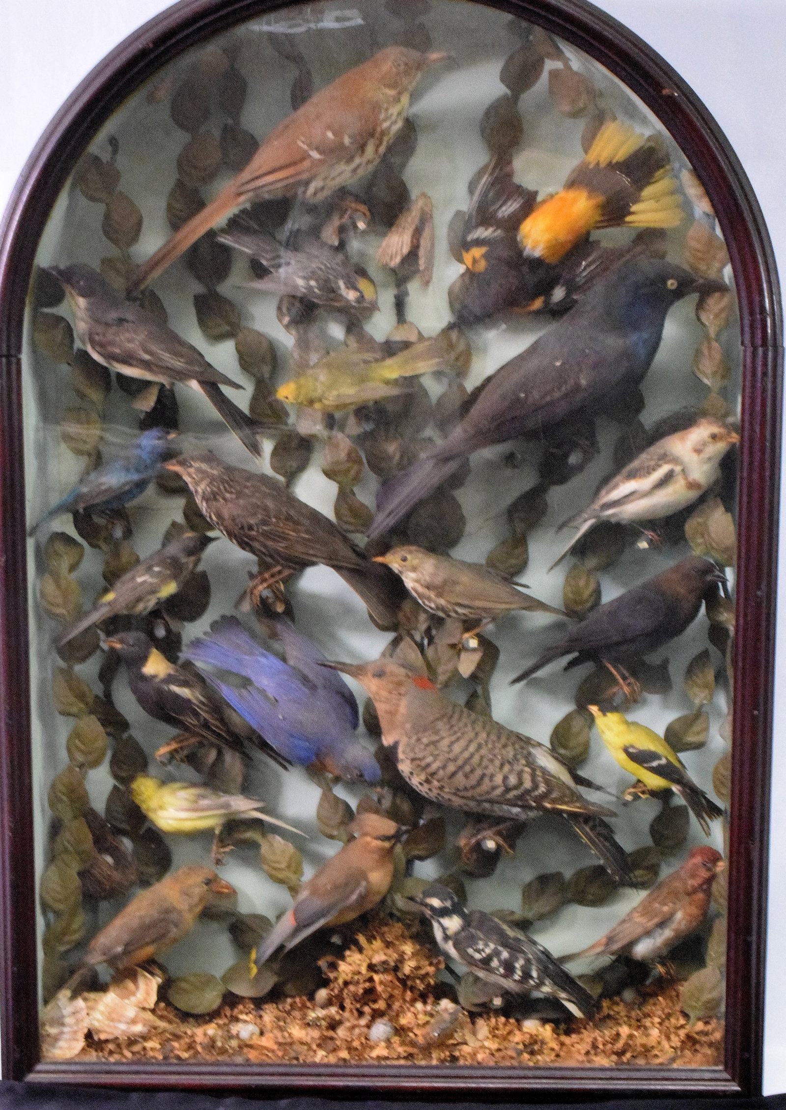 19TH VICTORIAN TAXIDERMY BIRD DIORAMA: Deep walnut diorama frame with arch top. Contains 17 different species of birds. Also some insects and plants. Ca 1860-1870s. 29 inches x 20 inches x 4 1/2 inches deep. 11 pounds. Good condition.