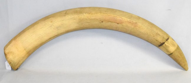LARGE ANTIQUE TUSK