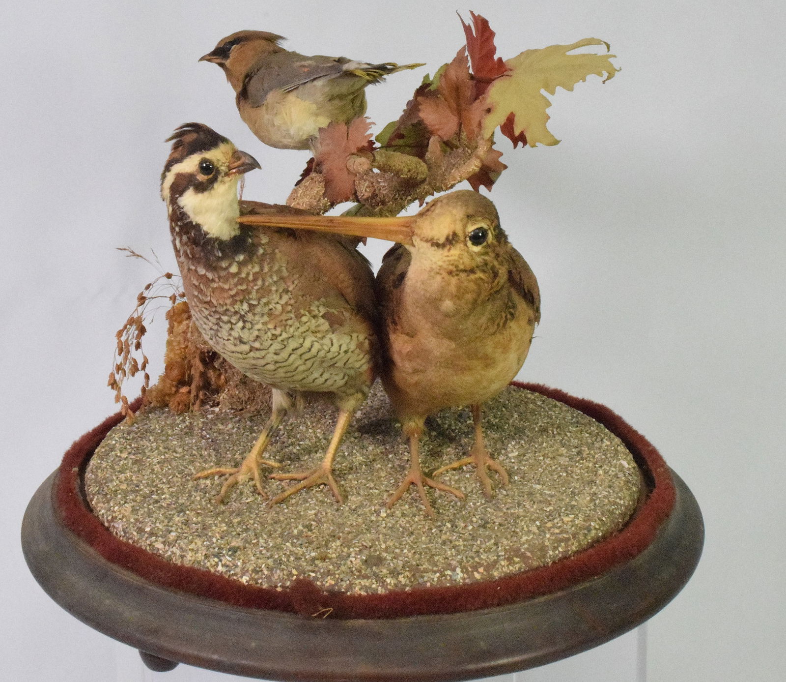 VICTORIAN TAXIDERMY BIRDS UNDER GLASS DOME (1 of 3)