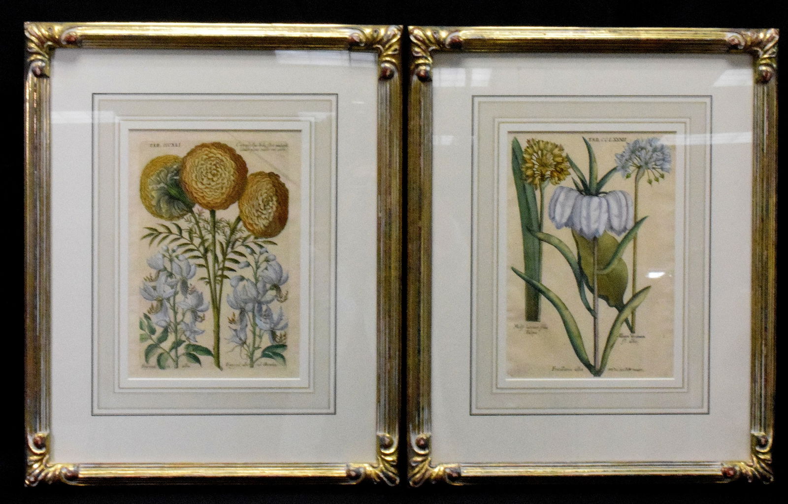 PAIR OF VALENTINI BOTANICAL ENGRAVINGS (1 of 6)