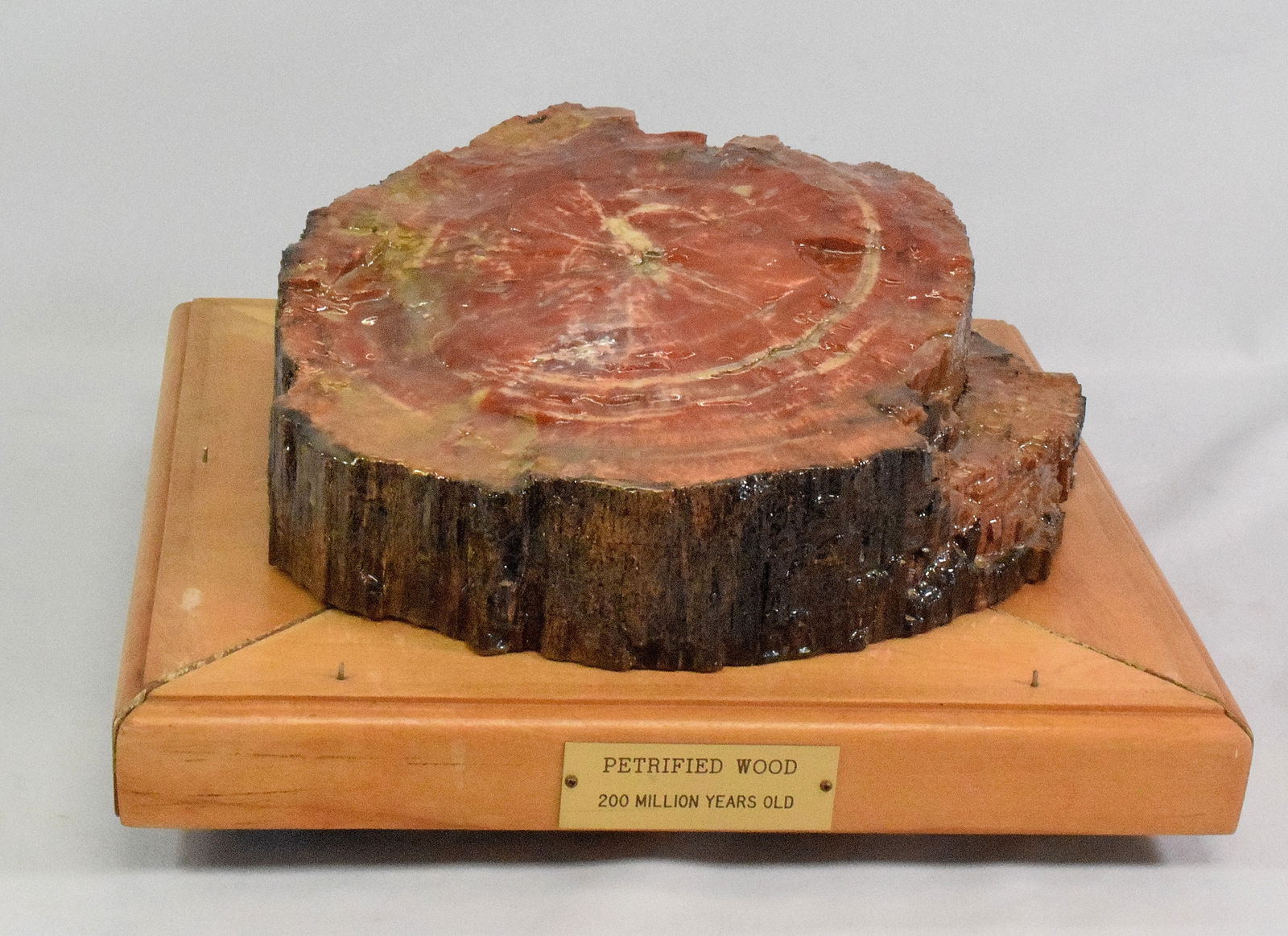 COLORFUL FOSSILIZED PETRIFIED WOOD SLAB (1 of 15)