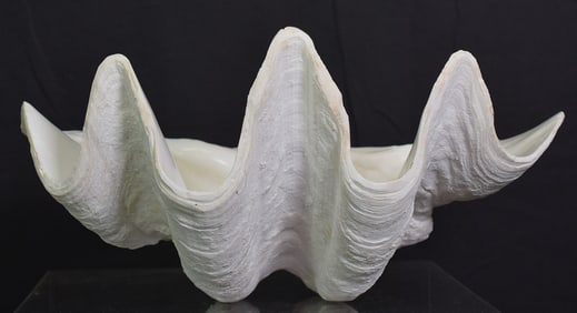 TRIDACNA GIGAS CLAM SHELL SPECIMEN