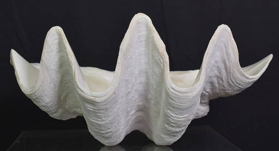 TRIDACNA GIGAS CLAM SHELL SPECIMEN: Old clam shell, Tridacna Gigas specimen. Good condition. Measures approx.11.5 inches x 7.5 inches x 6 inches. Weighs approx. 5 lbs.
