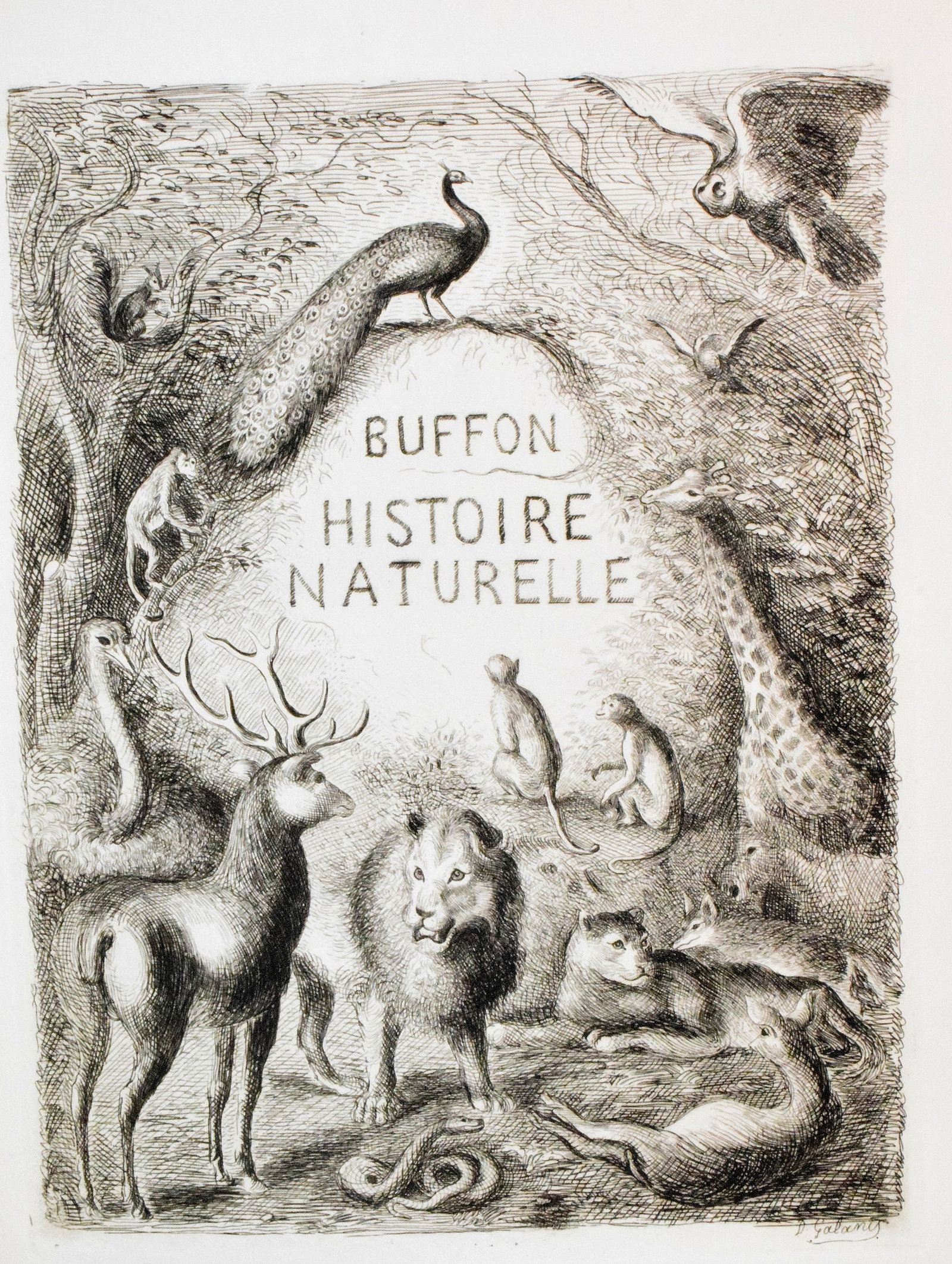 1939 HISTOIRE NATURELLE BY GEORGE-LOUIS DE BUFFON (1 of 12)