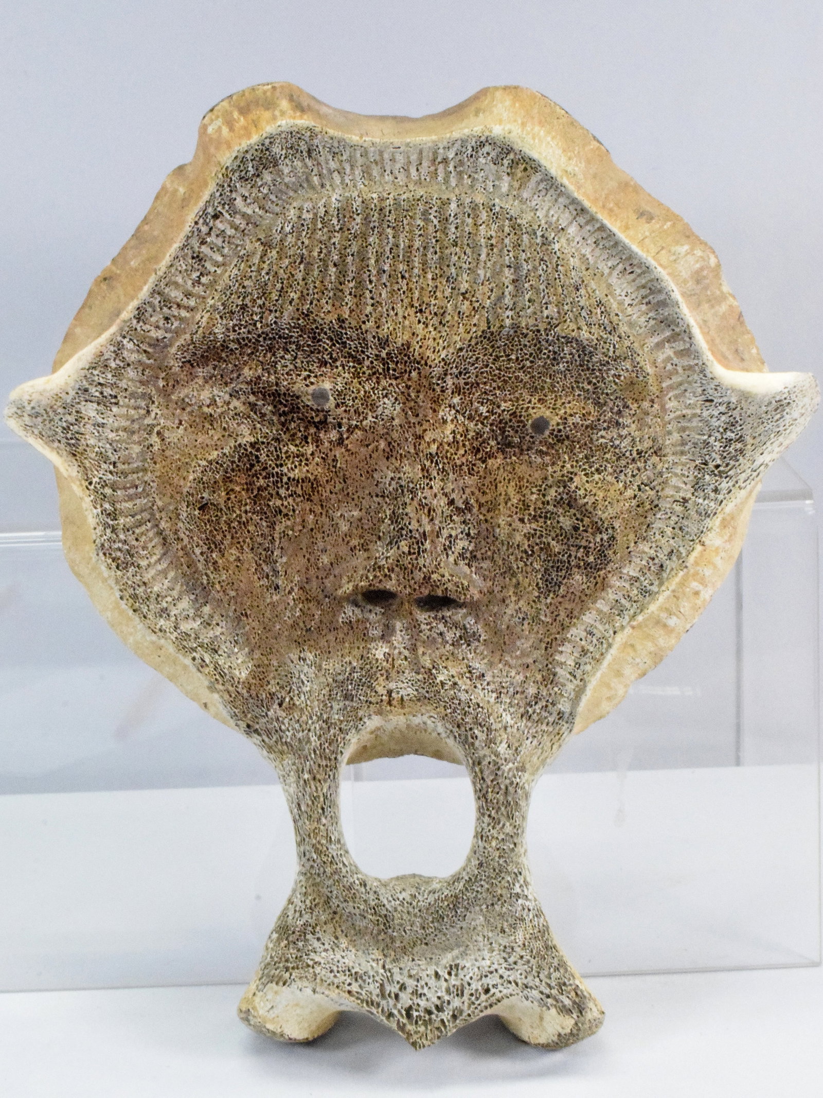 CARVED INUIT FOSSILIZED VERTEBRAE: Carved Eskimo Fossilized whale vertebrae. Artist signed Peter Martin on verso. Top 8 1/2 diameter. 11 1/2 inches tall. Detail pf face. About 2 inches deep. The Estate of Nicholas Mitropoulos1952-2025.