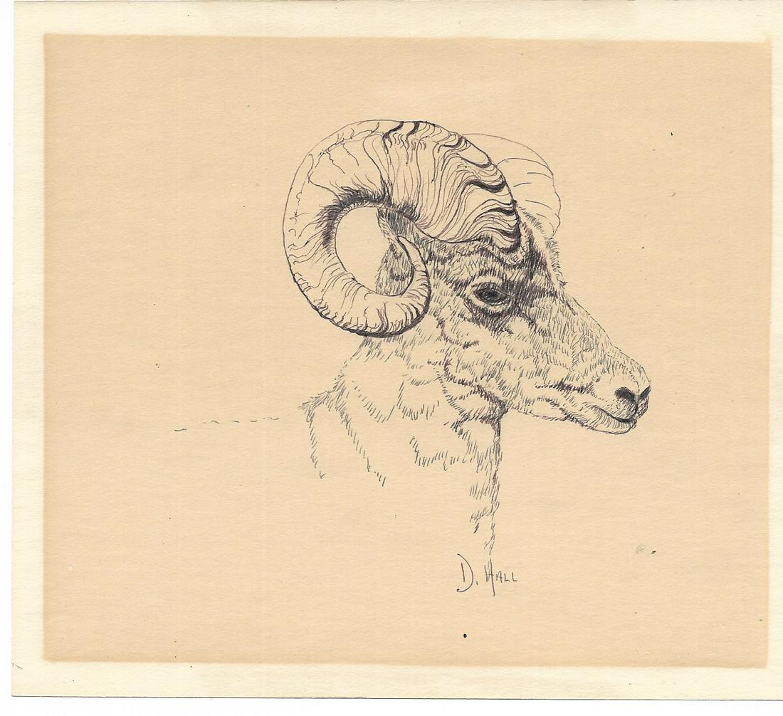 Ram Art Painting by Doris Hall Pen. Coral Cables: Ram Original Art Painting by Doris Hall Pen. Coral Cables Art Club .