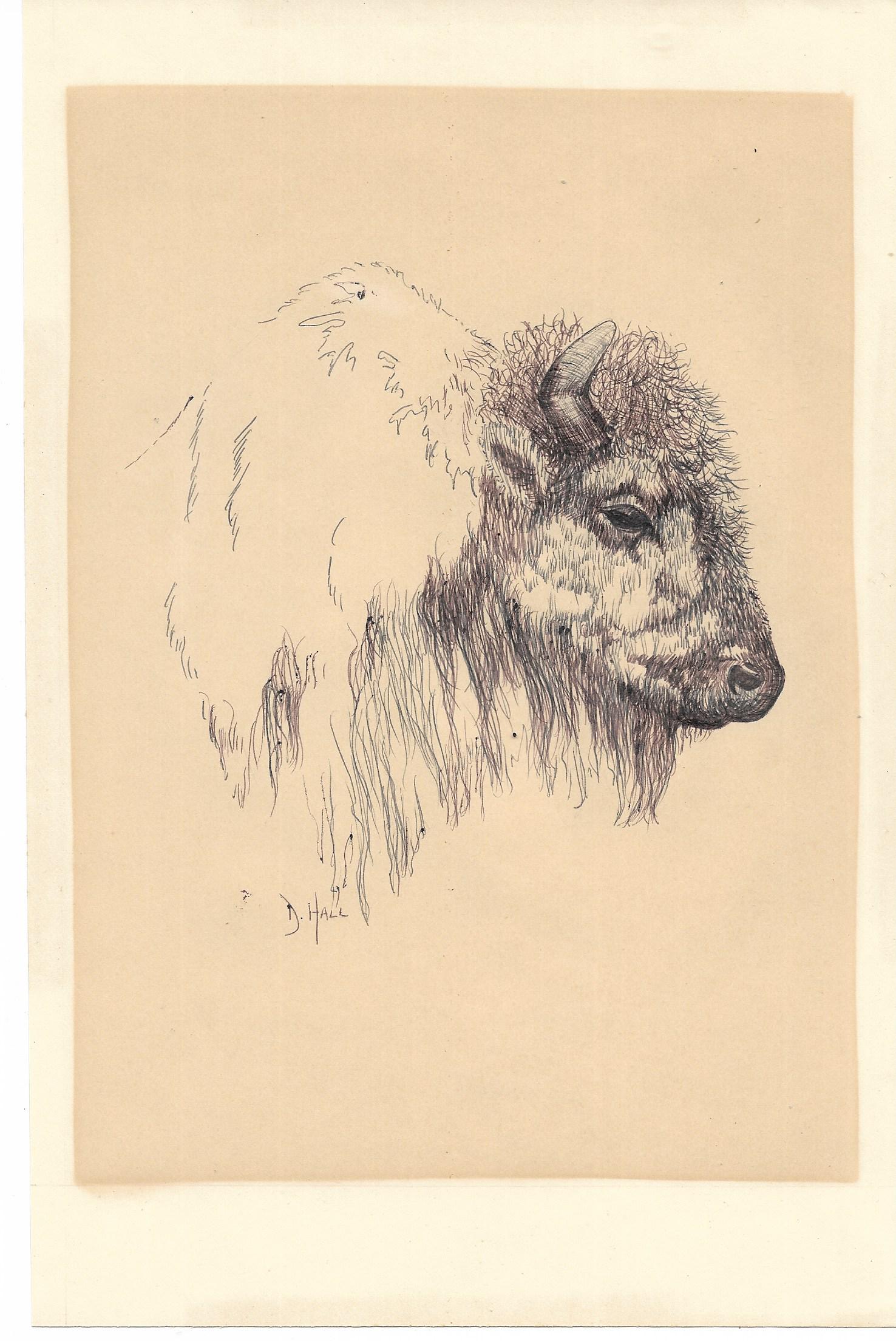 American Bison Painting by Doris Hall Pen. Coral Cables: Bison Original Art drawing Painting by Doris Hall Pen. Coral Cables Art Club .Size: 11 x 7 1/2 inches