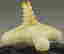 item-135932918=6