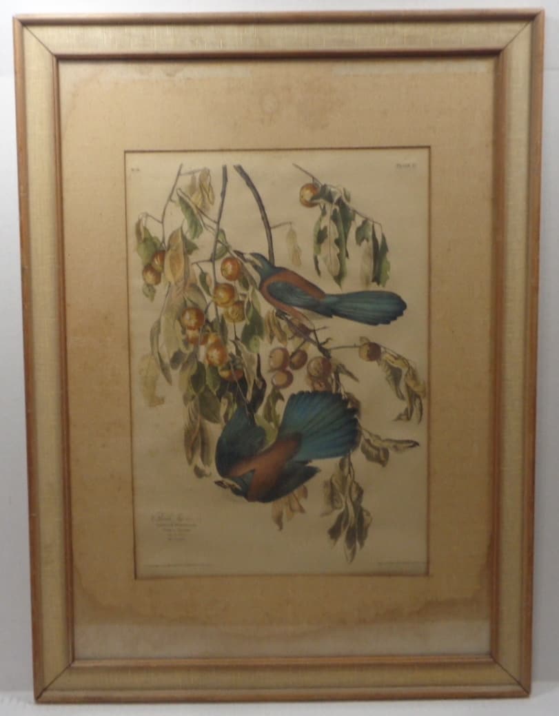 Vintage Hand Colored Bird  Print by APP co New York (1 of 7)