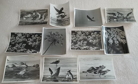 Lot of 11 Frank Aleksandrowicz Cleveland Photographer