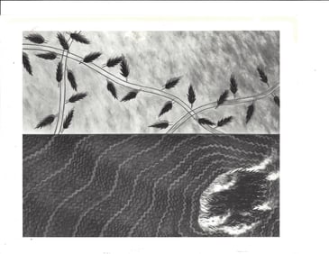 1985 Photo Felled Trees/Island Fire Painting by Susanne Slavick