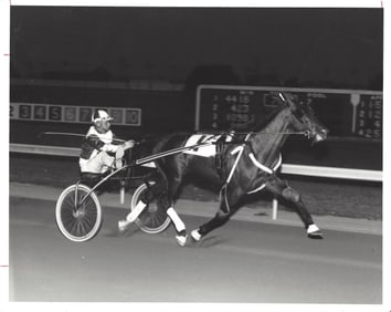 1981 Harness Racing Press Photo Horse "Summit Hill" Billy Haughton Scioto Downs