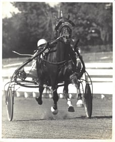 Vintage 1970s USTA Harness Racing Photo Horse "Nero" & Driver Joe O'Brien