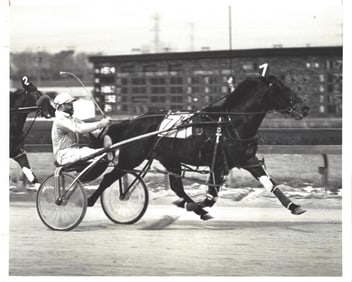1981 Harness Racing Photo Horse "Sum Time DL" Hawthorne Race Course IL