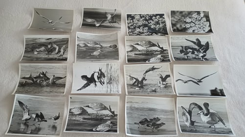 Lot of 16 Photos by Frank Aleksandrowicz Cleveland Photographer