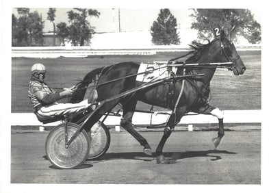 Vintage Harness Racing Press Photo Horse "Tarbesto Hanover" Keith Waples