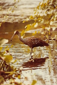 Wild Life Animal Nature Vintage Kodak Photograph