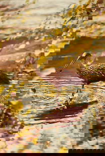 Wild Life Animal Nature Vintage Kodak Photograph: Wild Life Animal Nature Vintage Kodak Photograph . Size: 6 1/2 x 10 inches