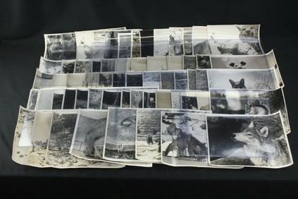 Lot of 55 Audubon Society Photos North American Wildlif