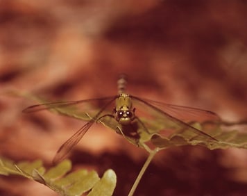 Wild Life Animal Nature Vintage Kodak Photograph