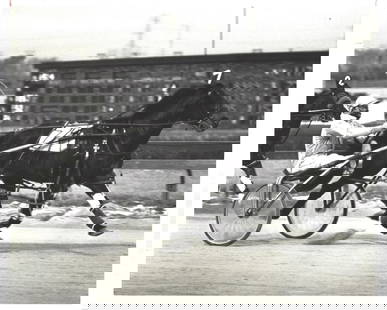 1981 Harness Racing Photo Horse "Sum Time DL" Hawthorne Race Course IL: 1981 Harness Racing Photo Horse "Sum Time DL" Hawthorne Race Course IL. Provenance: New York-Based Photography Collector & Curator -Collection of Rare Photographs. Approx Size: 8 x 10 inches. Photo