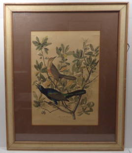 Vintage Hand Colored Bird Print by APP co New York: Vintage Hand Colored Bird Print by APP co New York.It has some water marks and dirty. Please look at the photos. Approx Window Size: 12 x 17 inches. Approx Frame Size: 22 x 27 x 1 Inches