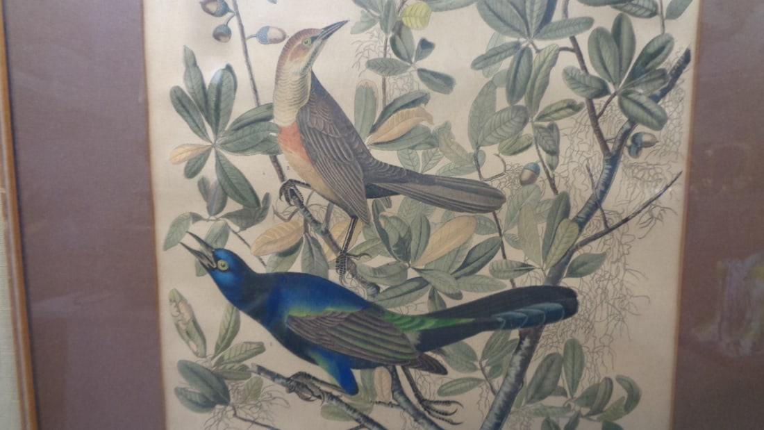 Vintage Hand Colored Bird Print by APP co New York - 2