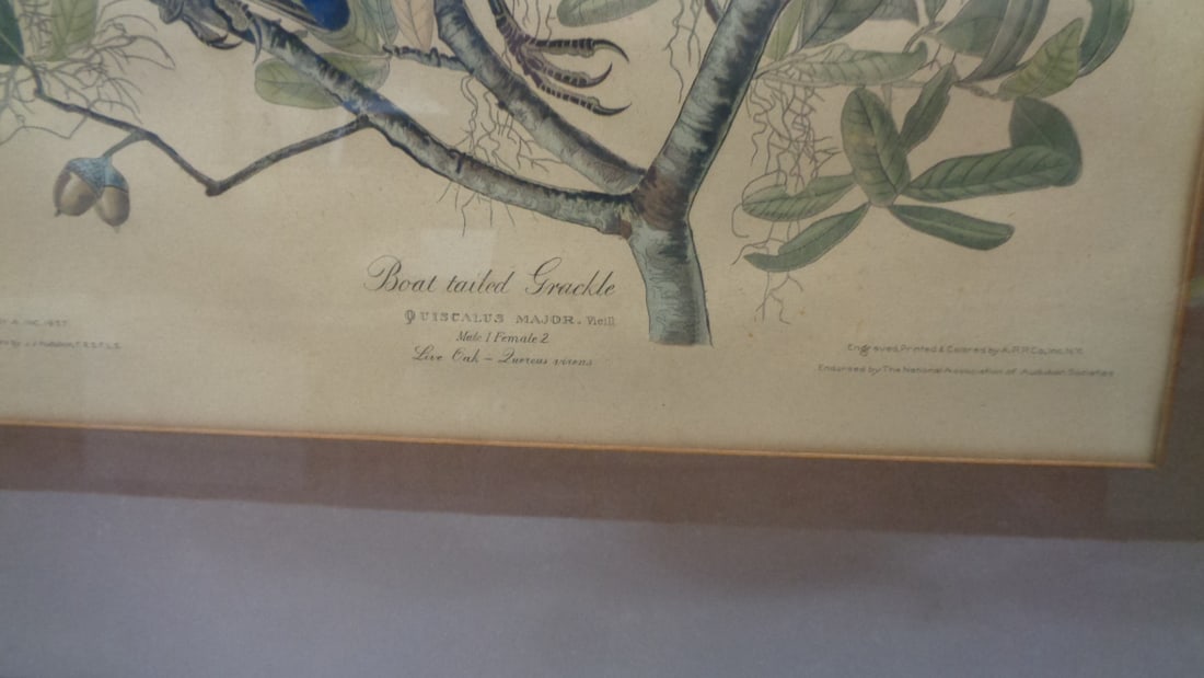 Vintage Hand Colored Bird Print by APP co New York - 3