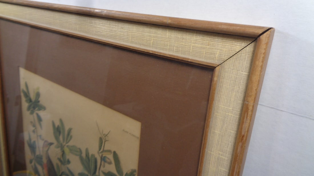 Vintage Hand Colored Bird Print by APP co New York - 4