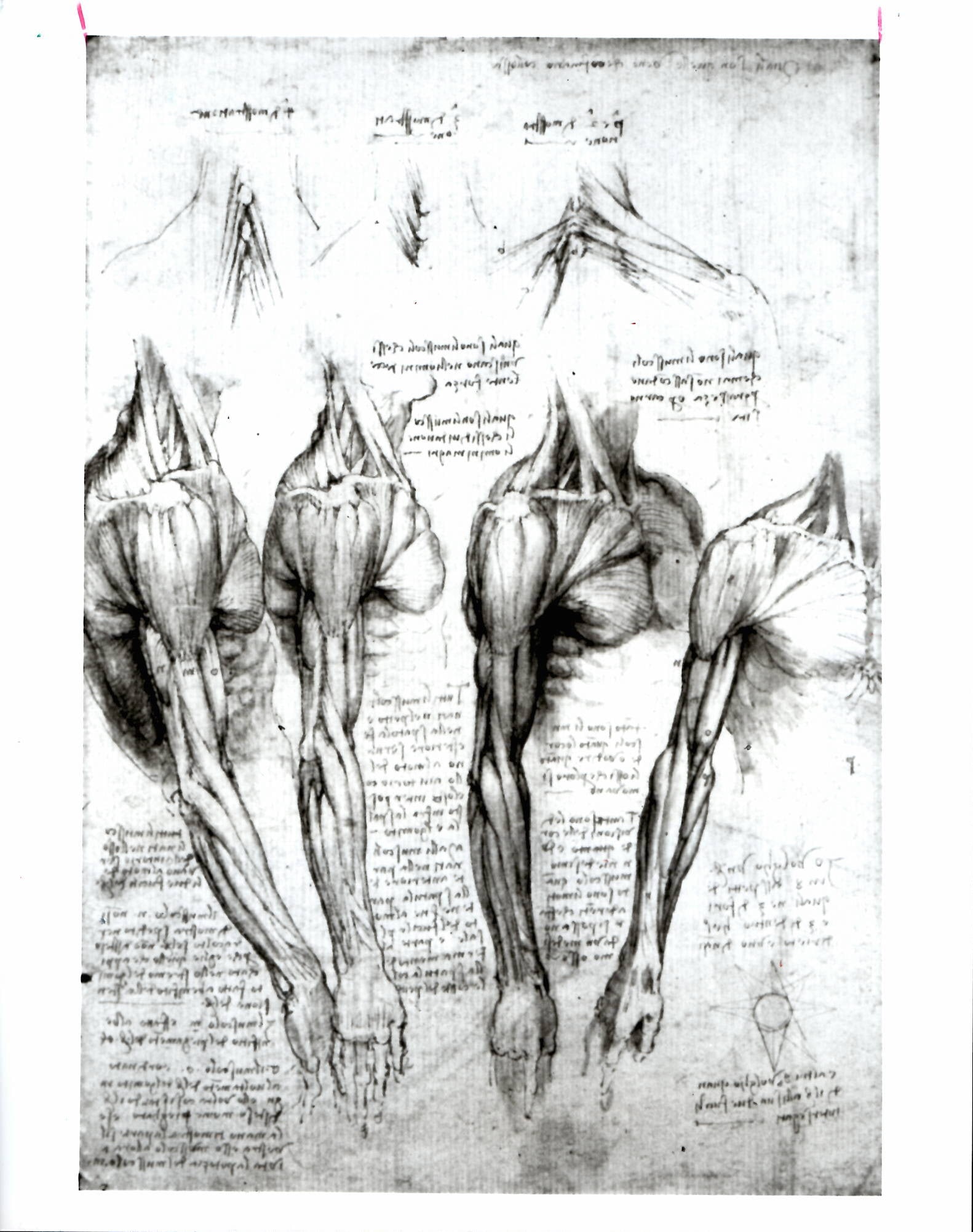 1992 Photo Leonardo da Vinci The Muscles of the A (1 of 2)