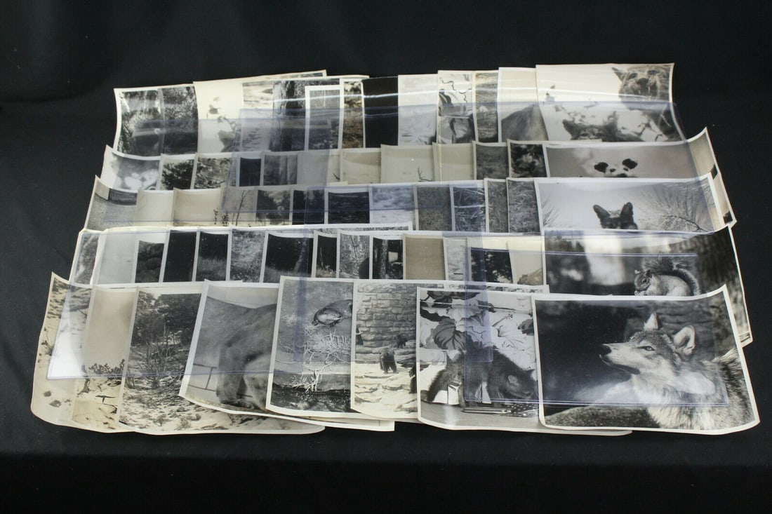 Lot of 55 Audubon Society Photos North American Wildlif: Lot of 55 Audubon Society Photos COllection North American Wildlife Bears Deer Goats Rabbits.original vintage black-and-white Audubon Society photos, most around 8" x 10", of North American wildlife i