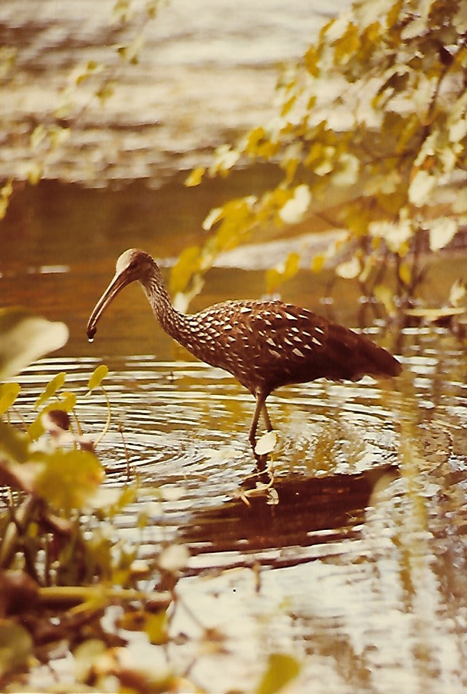 Wild Life Animal Nature Vintage Kodak Photograph: Wild Life Animal Nature Vintage Kodak Photograph . Size: 6 1/2 x 10 inches