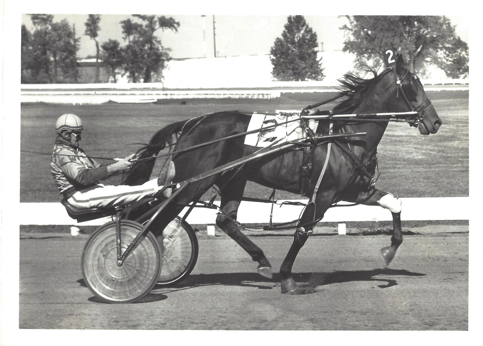 Vintage Harness Racing Press Photo Horse "Tarbesto Hanover" Keith Waples: Vintage Harness Racing Press Photo Horse "Tarbesto Hanover" Keith Waples.. Collection of Rare and Vintage PhotographsApprox Size: 7 x 5 inches. Photo may have bent corners, damaged corner and stripes.