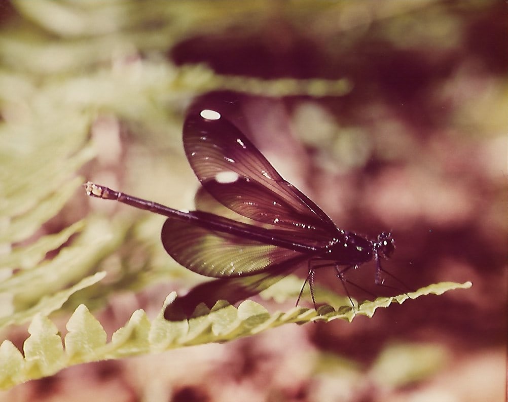 Wild Life Animal Nature Vintage Kodak Photograph (1 of 1)